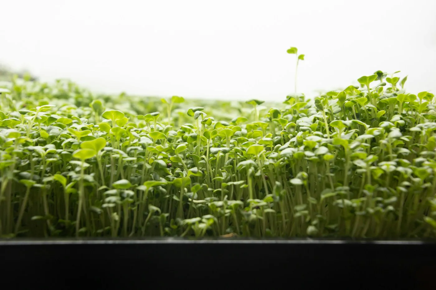 Broccoli microgreens