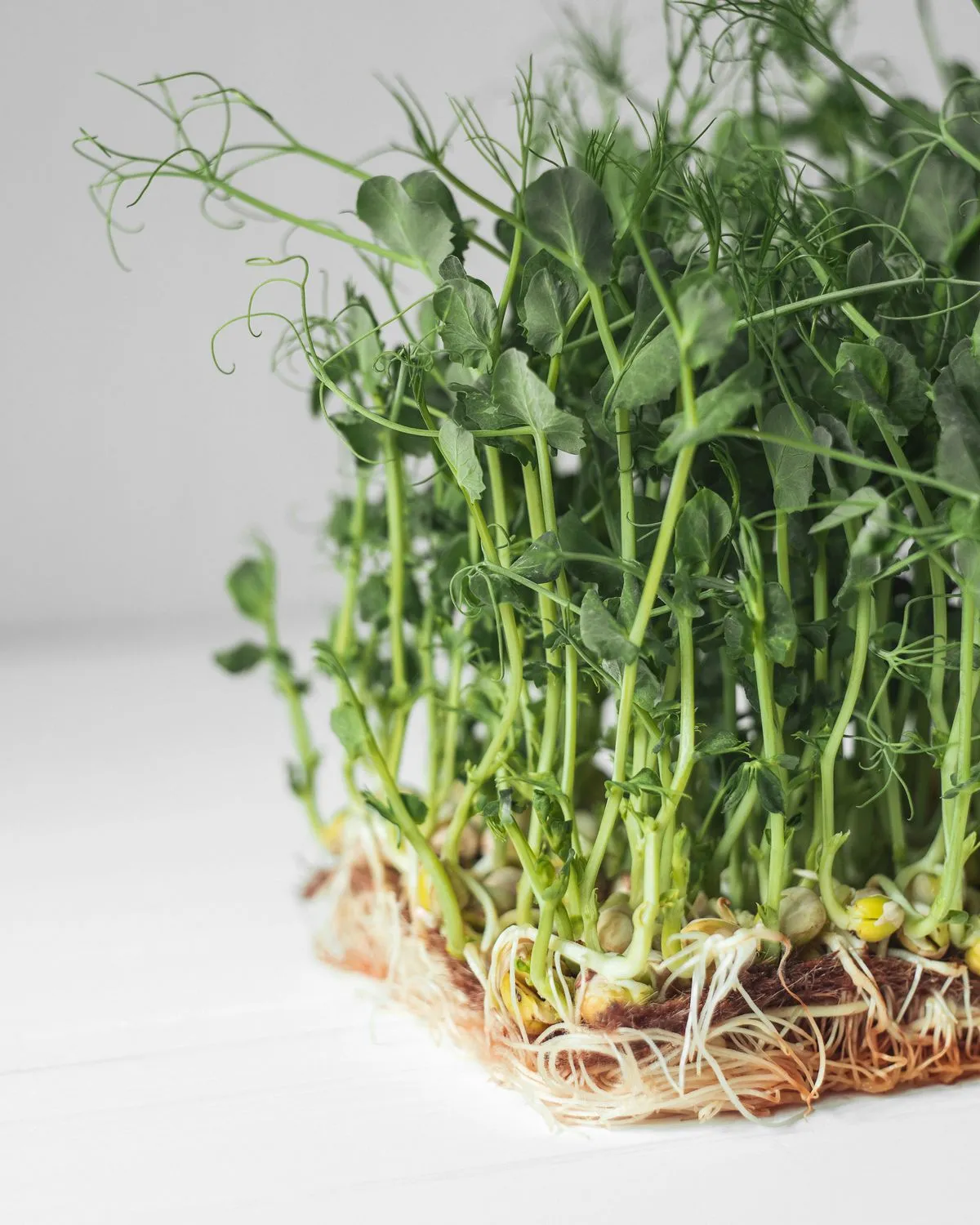 Pea shoots microgreens