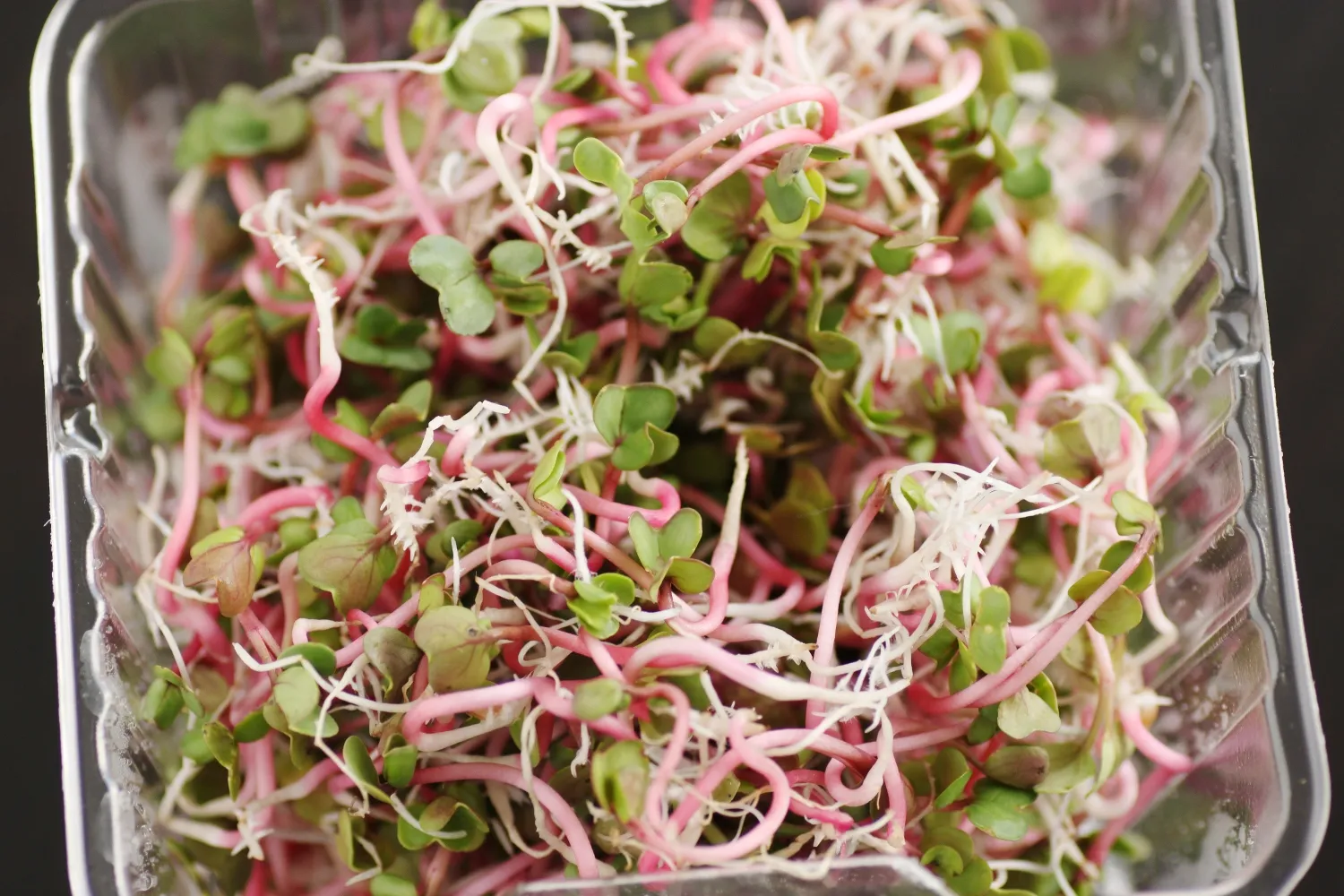 Radish microgreens
