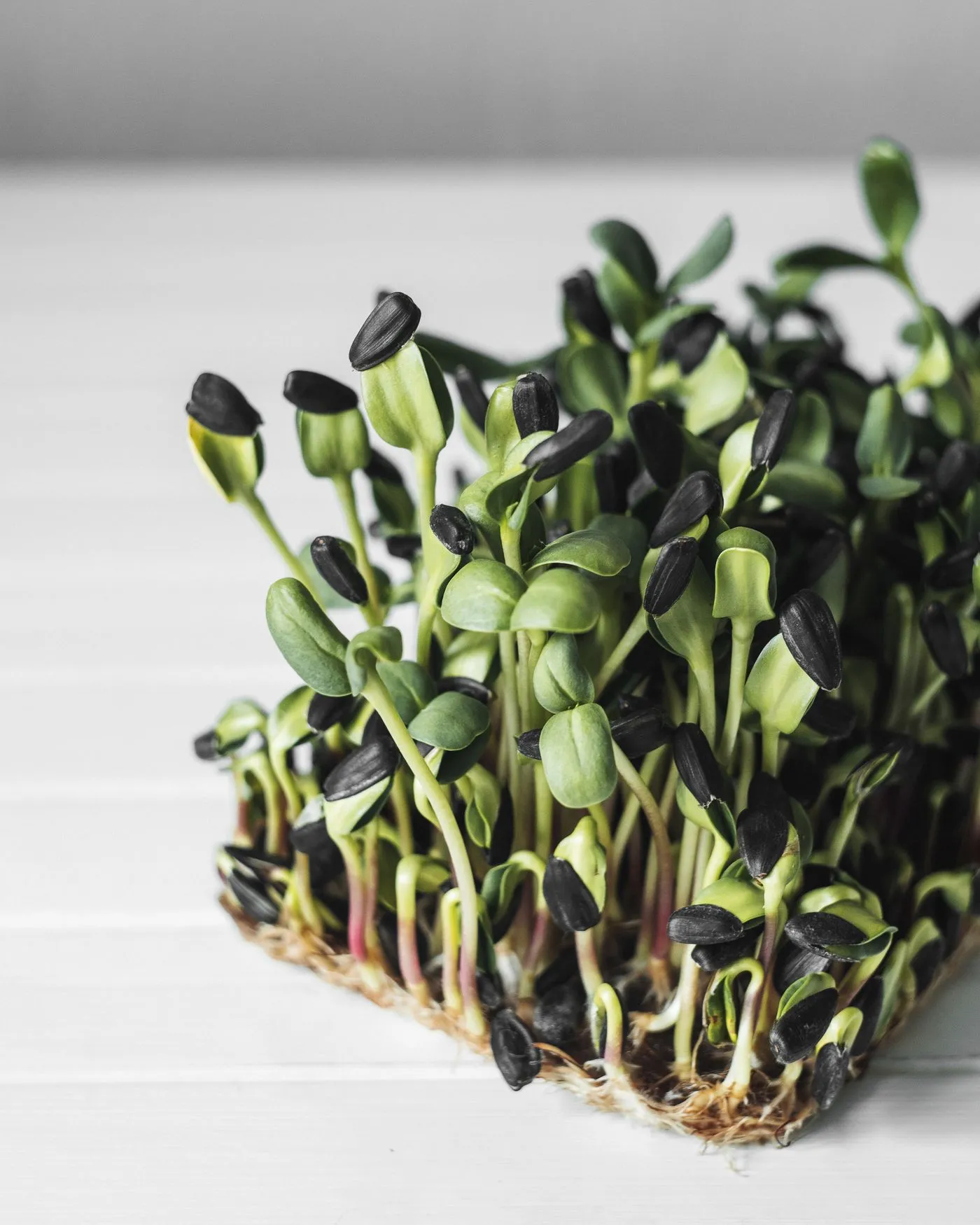 Sunflower microgreens with black seed hulls still on their leaves, growing on a root mat